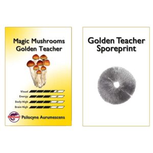 zarodniki golden teacher