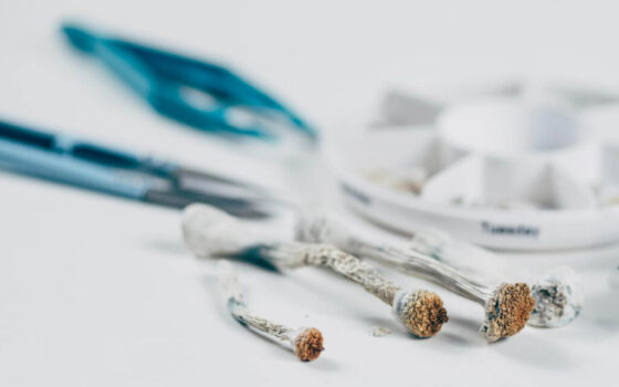 mikrodawkowanie psylocybiny