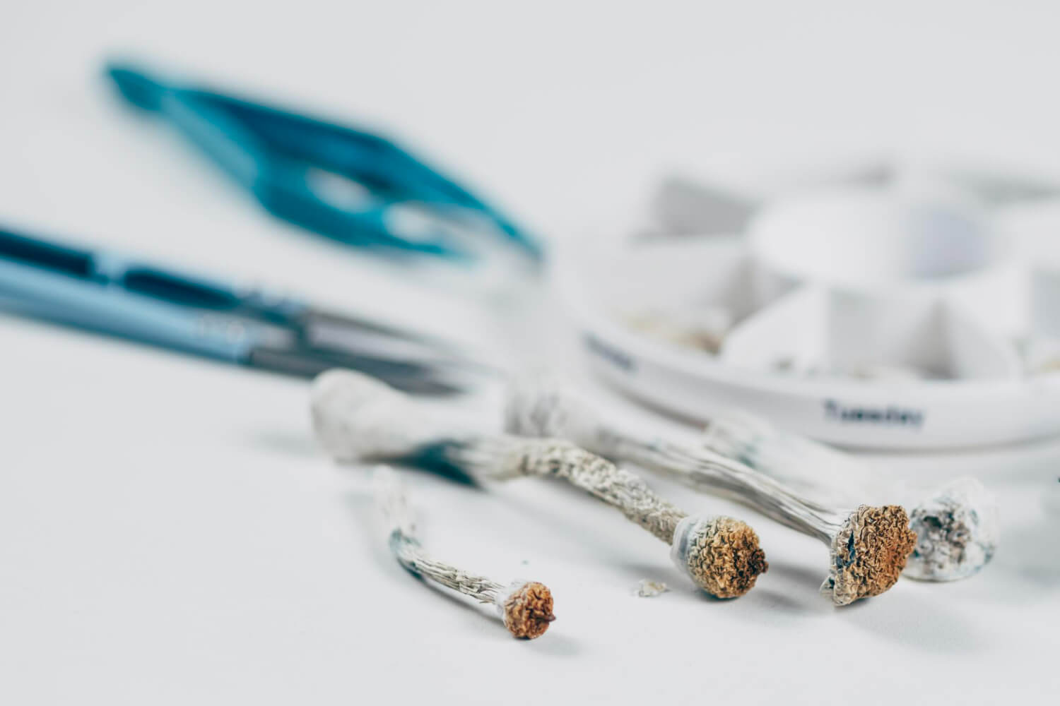Mikrodawkowanie psylocybiny. Zasady i protokoły microdosingu
