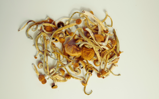 grzyby halucynogenne w terapii