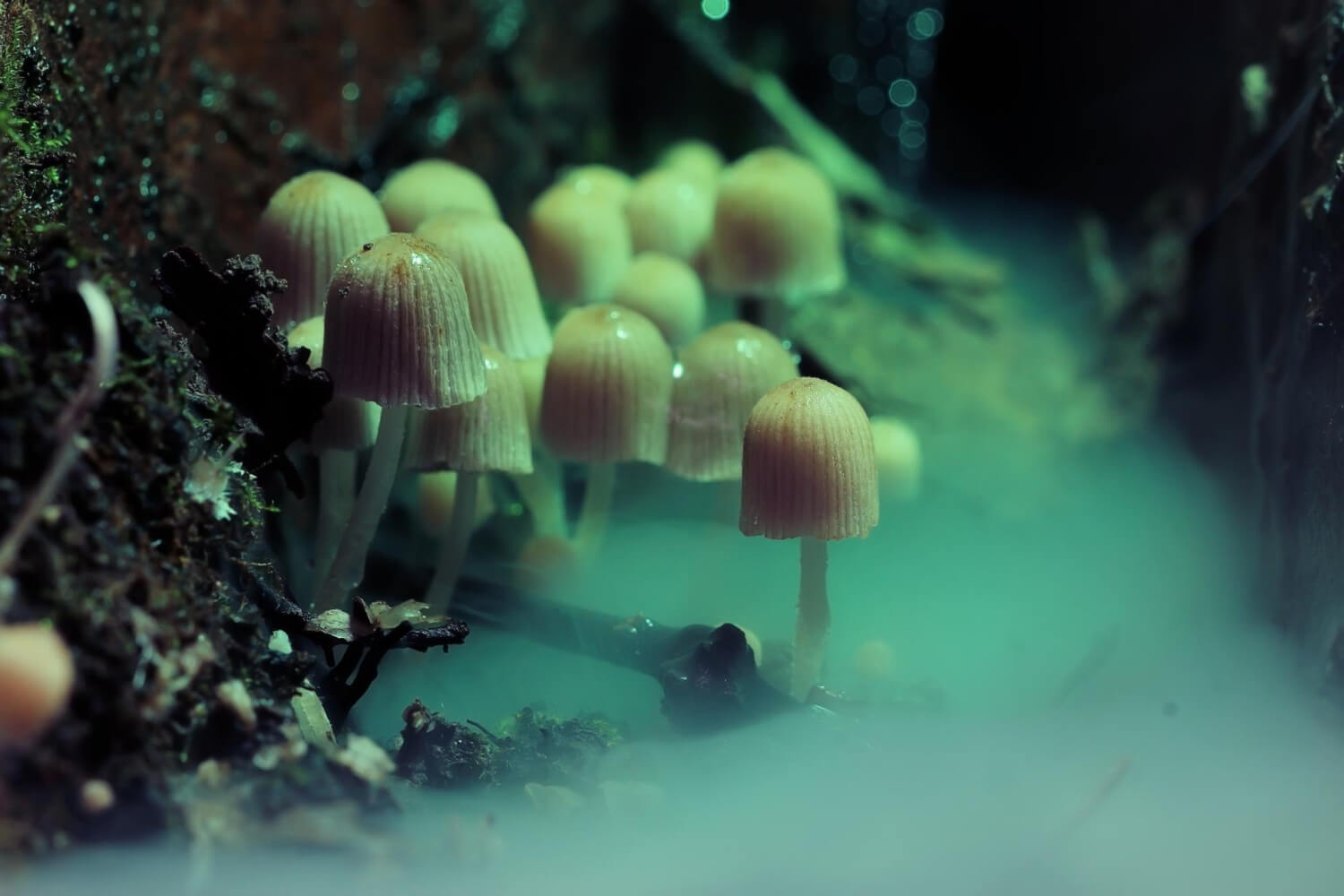 Czym są magiczne grzyby (grzyby psylocybinowe)? 