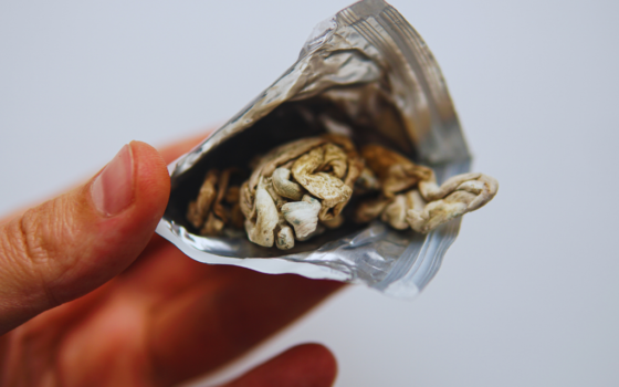 jak przechowywać grzyby