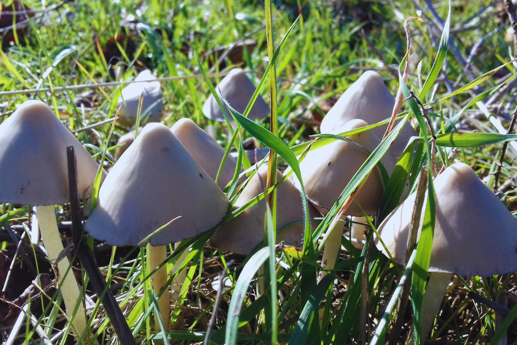 Łysiczka lancetowata