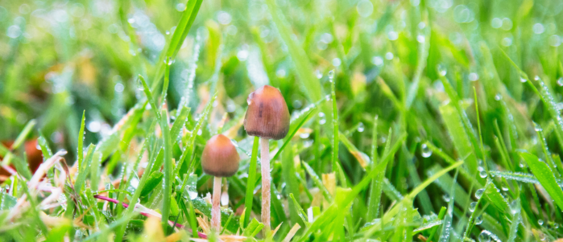 grzyby halucynogenne w Polsce