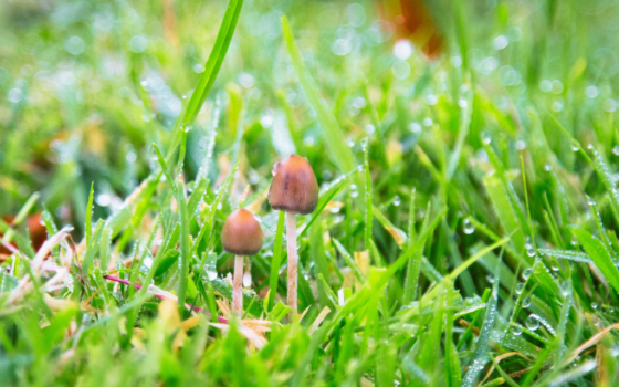 grzyby halucynogenne w Polsce