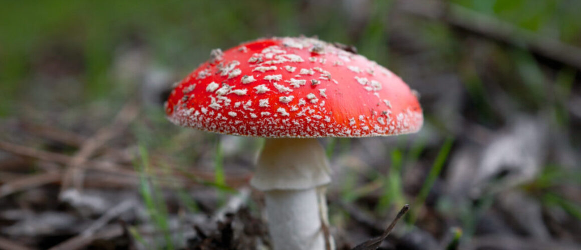 Muchomor czerwony - amanita muscaria