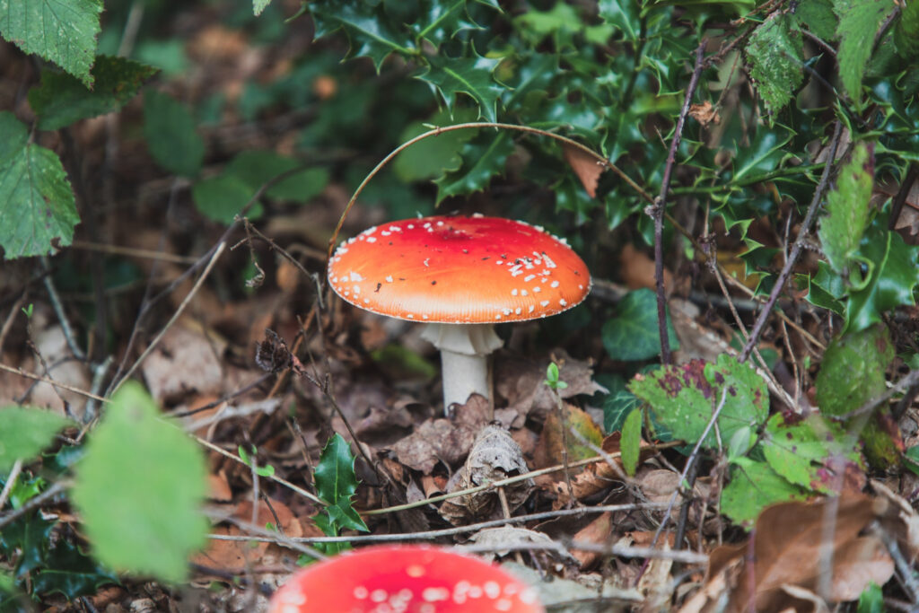 amanita muscaria - muchomor czerwony