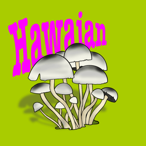 grzybnia do uprawy grzybów hawajskich