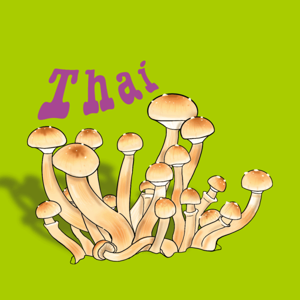 grzybnia do uprawy grzybów