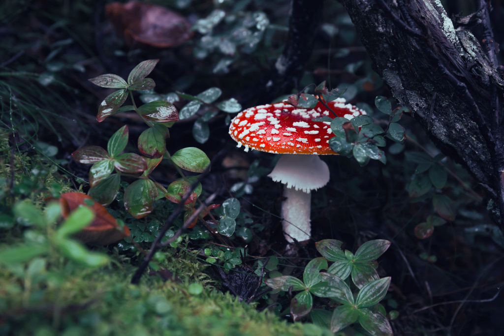muchomor czerwony