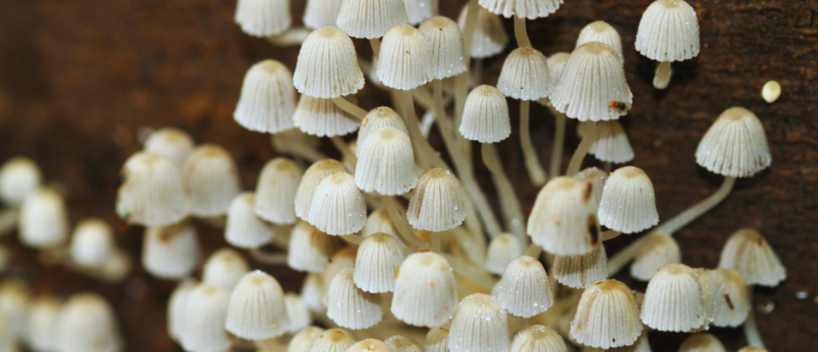 panaeolus cyanescens