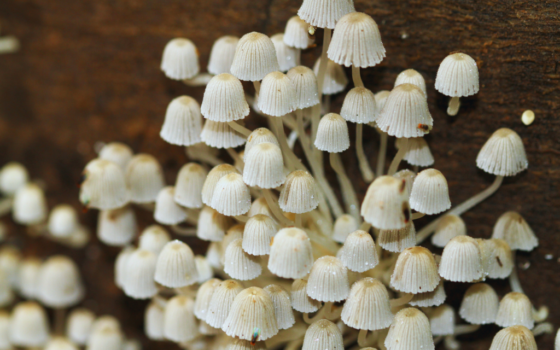 panaeolus cyanescens