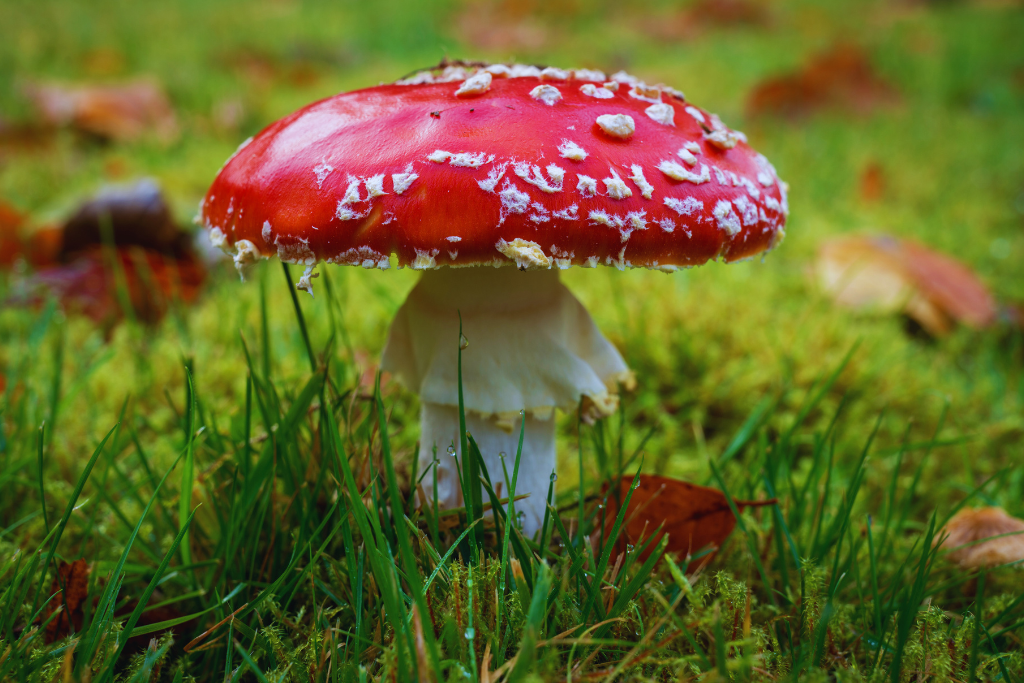 amanita musaria mikrodawkowanie