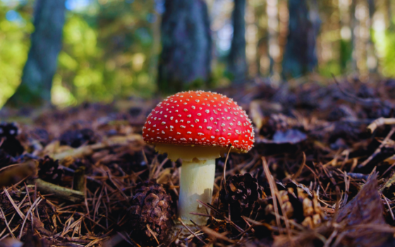 amanita muscaria mikrodawkowanie