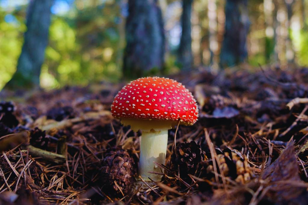 Mikrodozowanie muchomora czerwonego (microdosing Amanita Muscaria)