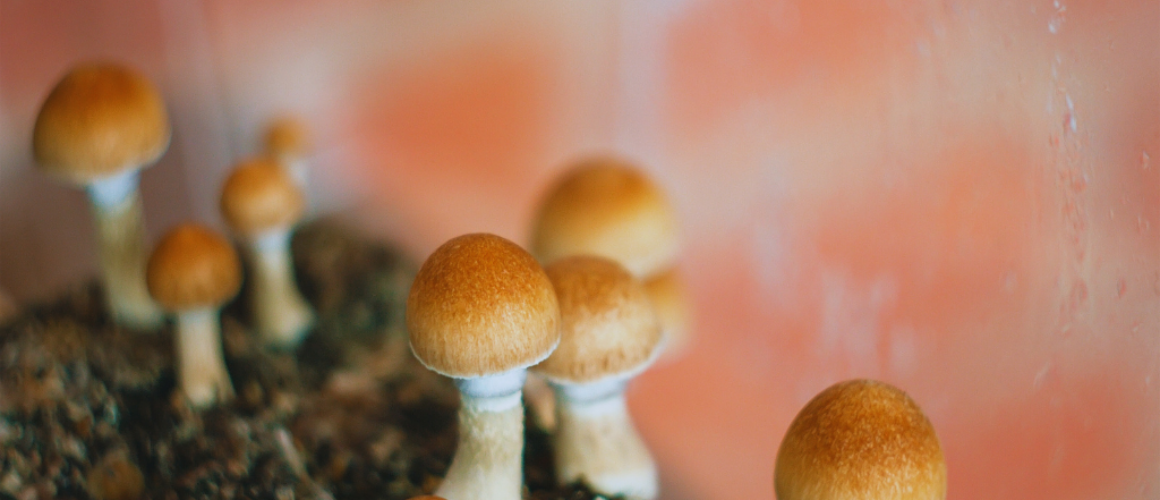 Steven Hayden Pollock