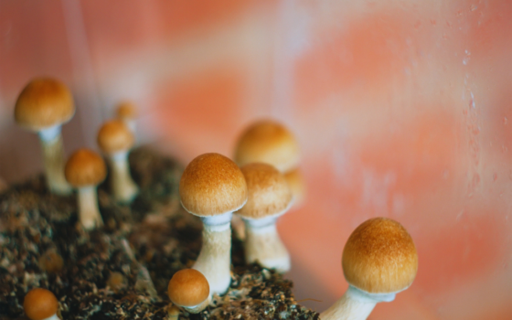 Steven Hayden Pollock