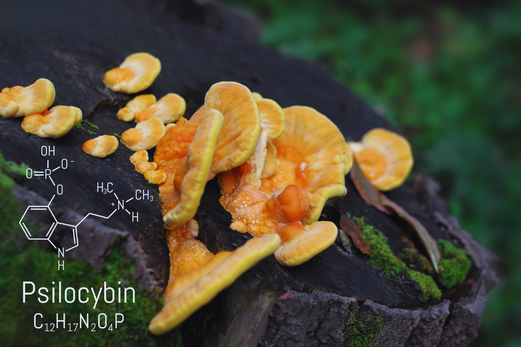 syntetyczna psylocybina