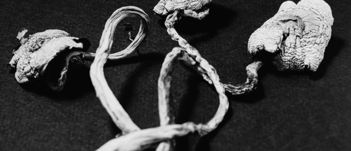 grzyby halucynogenne