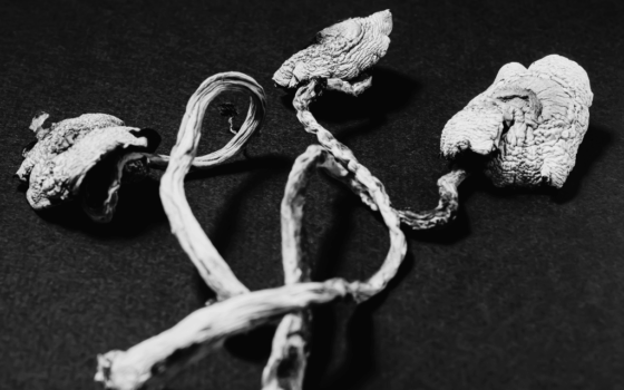 grzyby halucynogenne