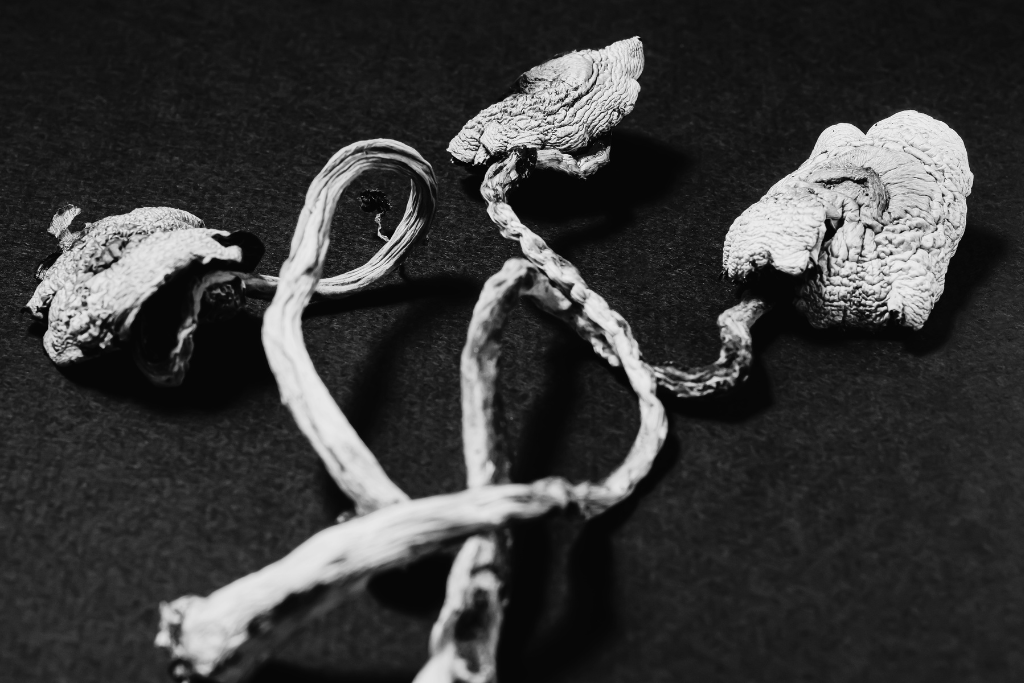 Psychodeliki a trauma. Co ujawnia badanie ocalonych z ataku terrorystycznego?