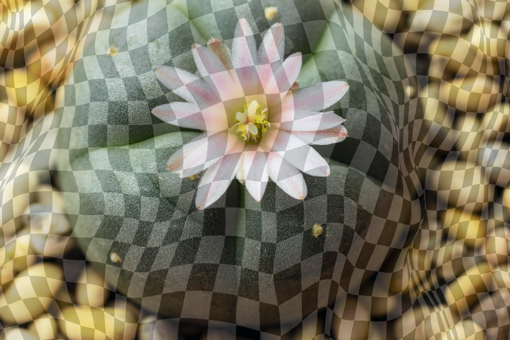 lophophora williamsii 