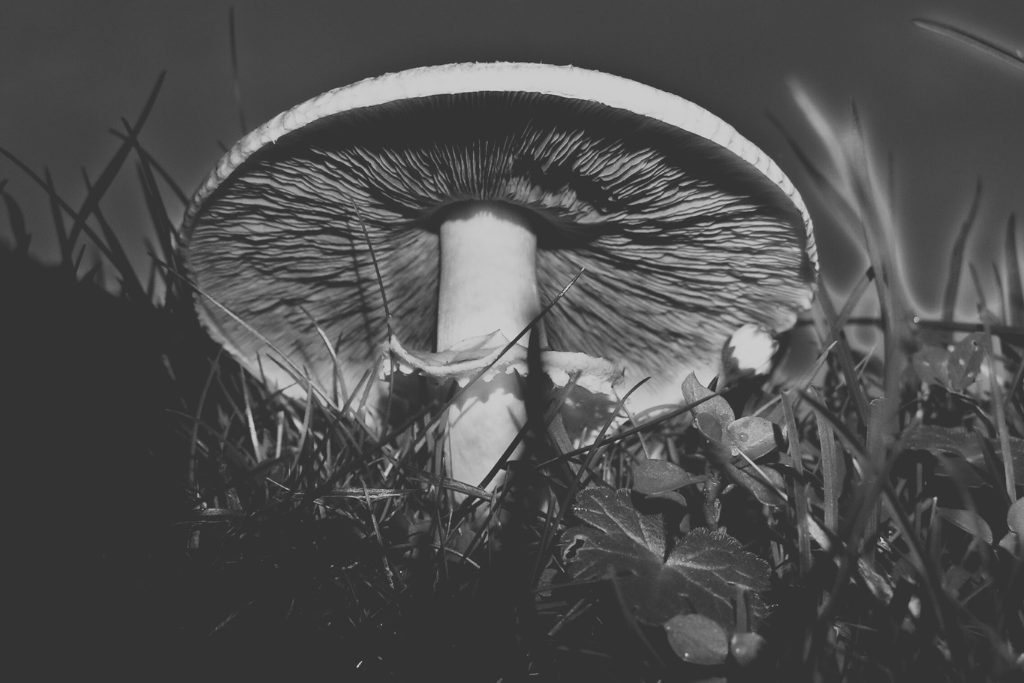 legalne psychodeliki