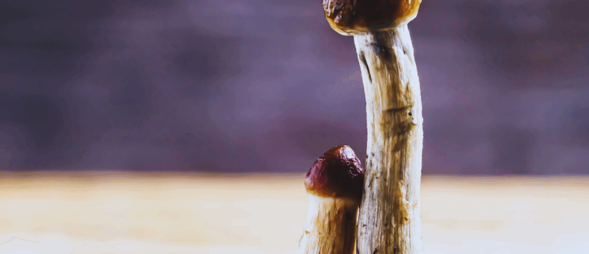 legalne psychodeliki