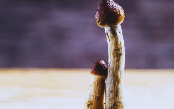 legalne psychodeliki