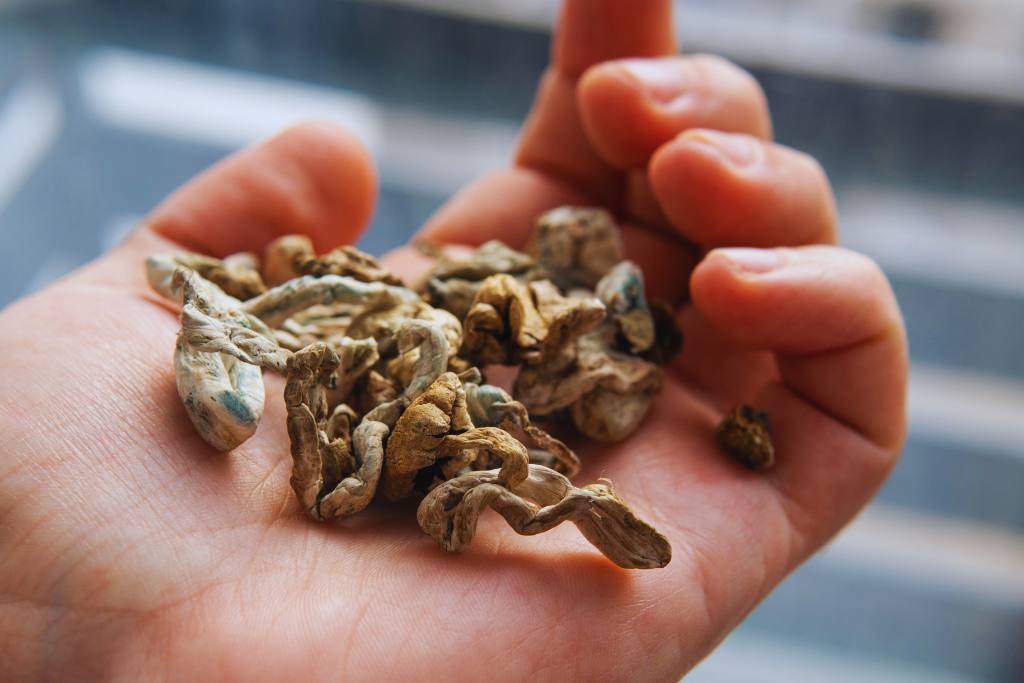 terapia psylocybiną