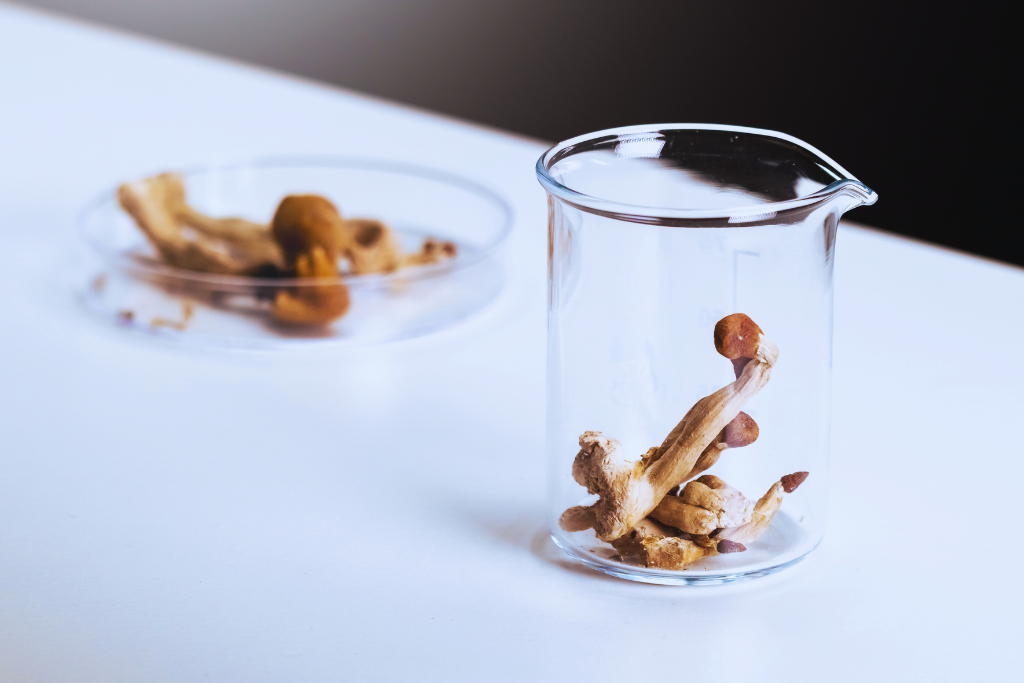 psylocybina depresja